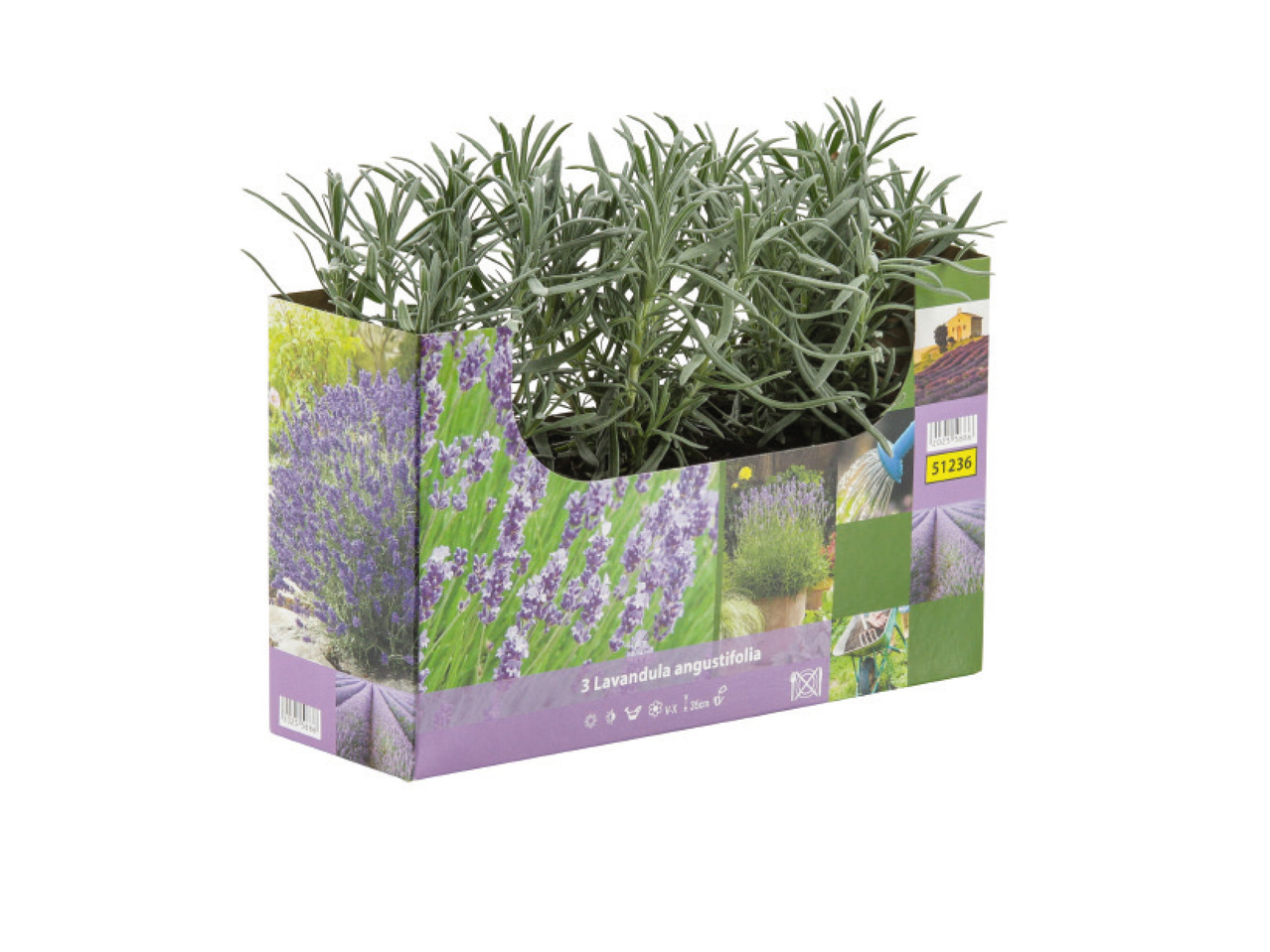 LAVENDEL 3-PACK
