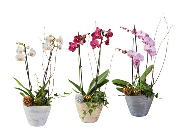 Coupe de Noël avec phalaenopsis