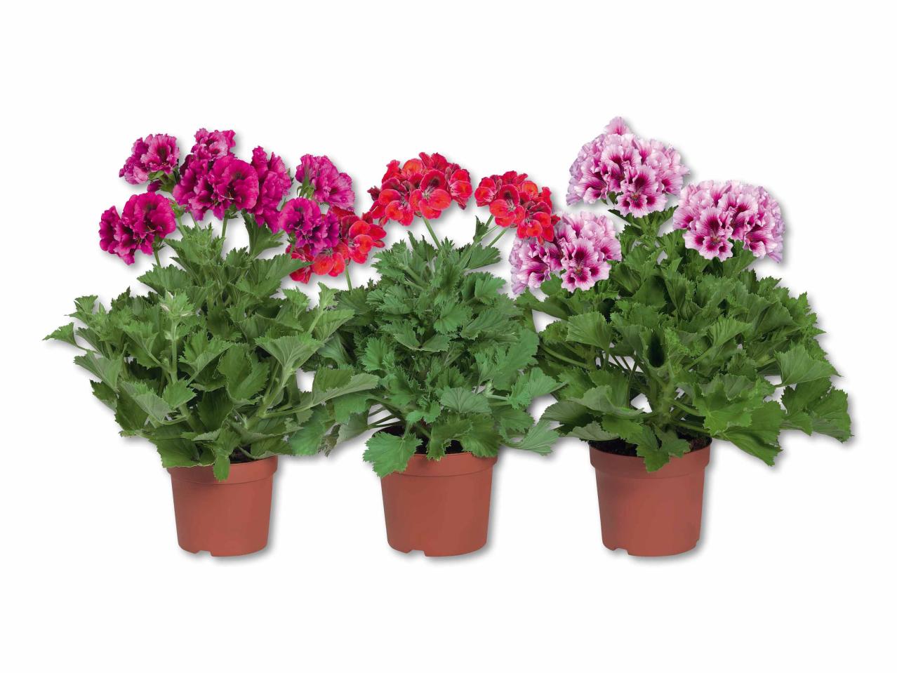 Pélargonium à grandes fleurs