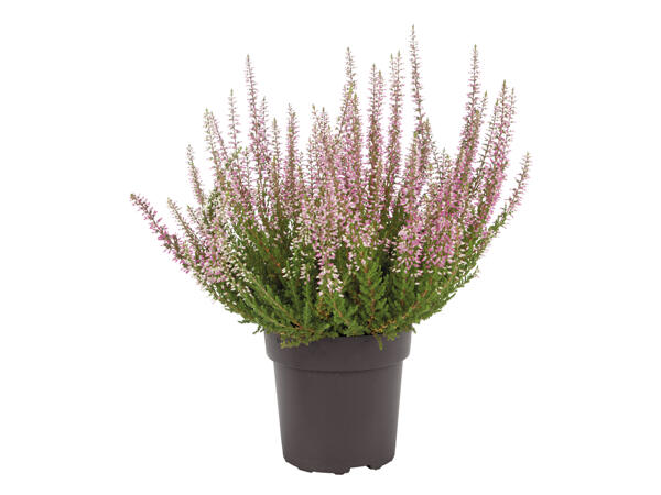 Heather