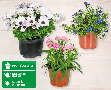 Assortiment printanier de fleurs