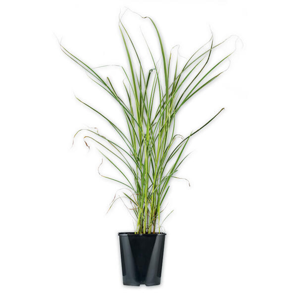Miscanthus Chinaschilf-Mix
