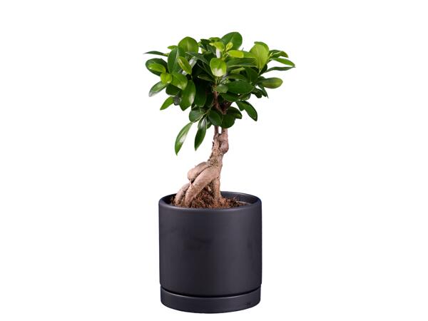 Fikus ginseng v keramice