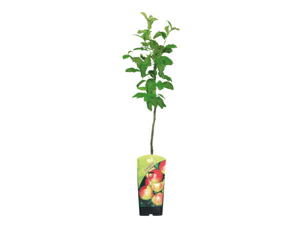 Dwarf Fruit Trees