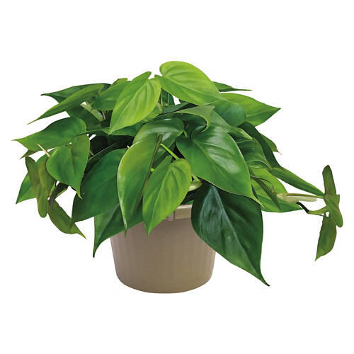 8" Foliage Plant - Assorted Varieties