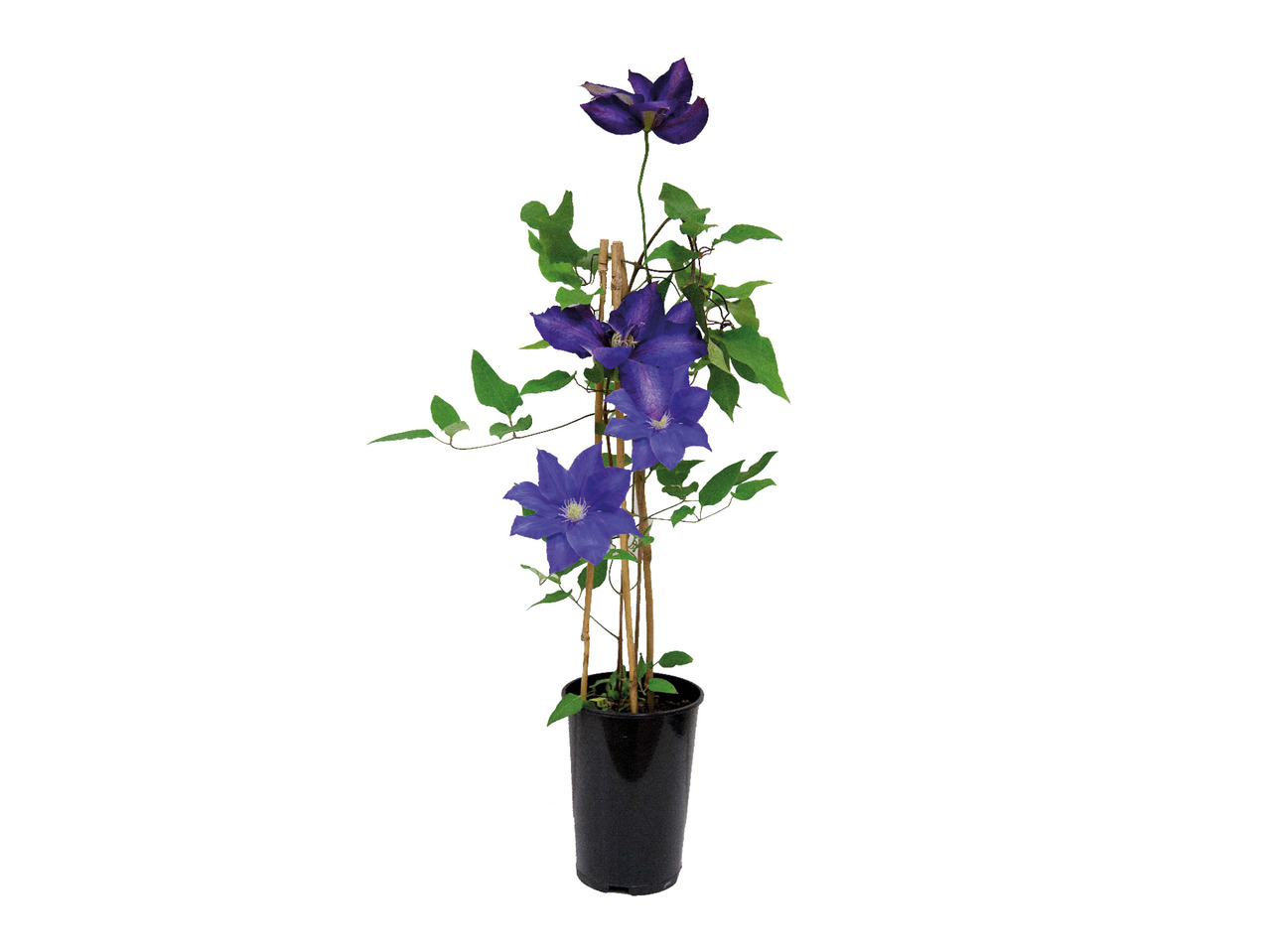Clematis1