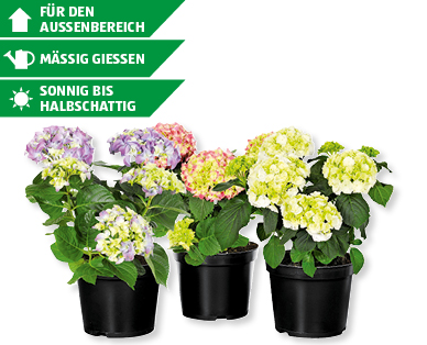 Freiland-Hortensien