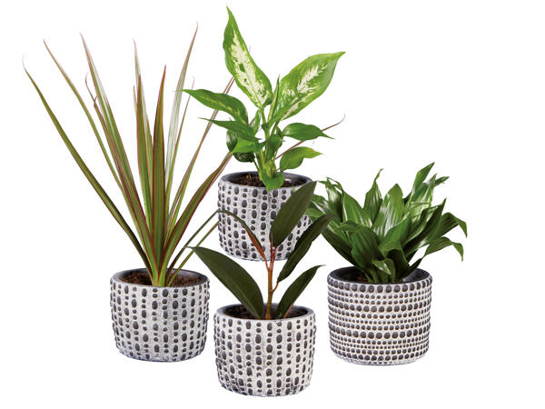 Green Plants