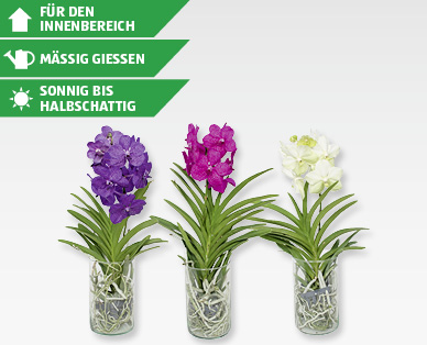 Orchidee Vanda