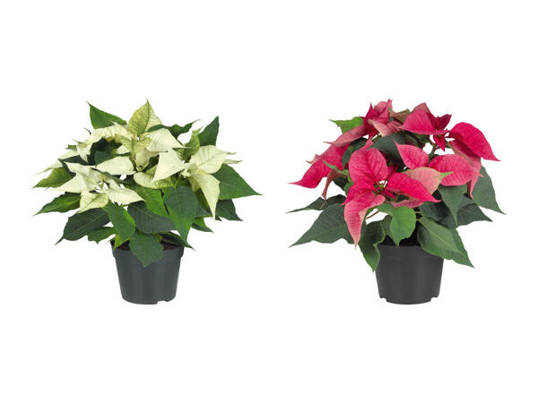 Poinsettia