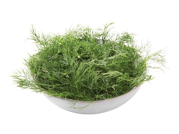 Kopr