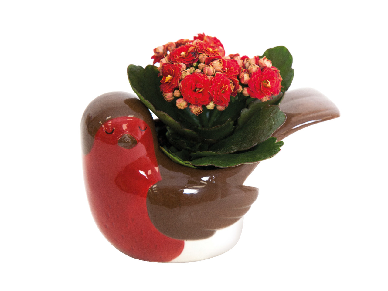 Kalanchoe in Ceramic Robin1