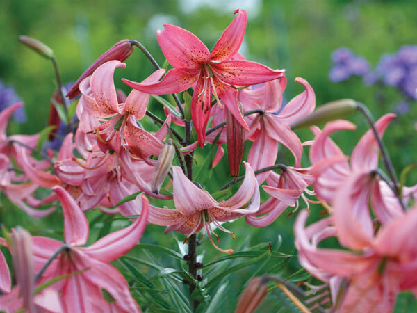 Orientalsk lilje