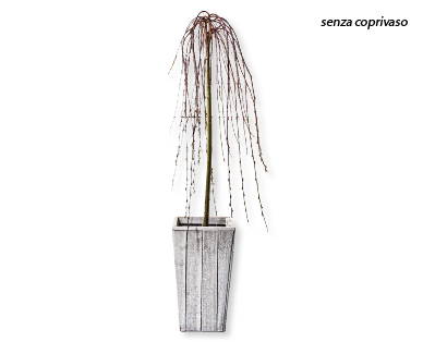 Fusto di salice