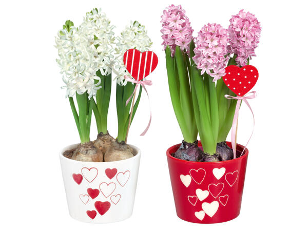 Hyazinthen „Valentin"
