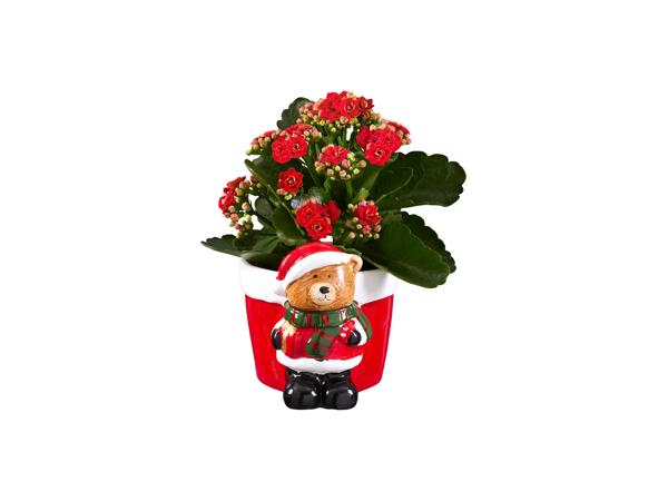 Pottery Christmas Figures with Kalanchoe