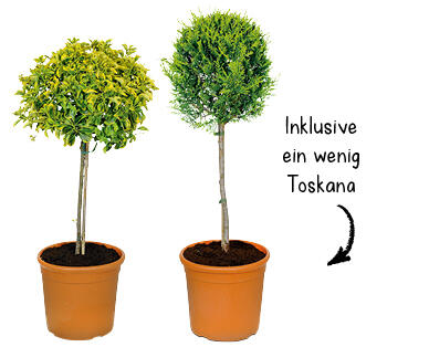 TOSKANA STÄMMCHEN