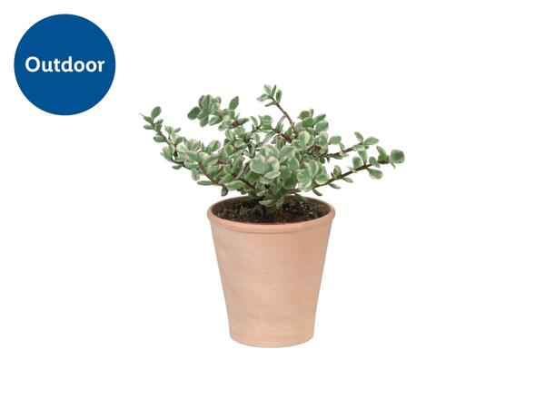 Succulent in a Terracotta Ceramic