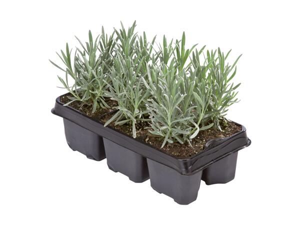 Lavender 6 Pack