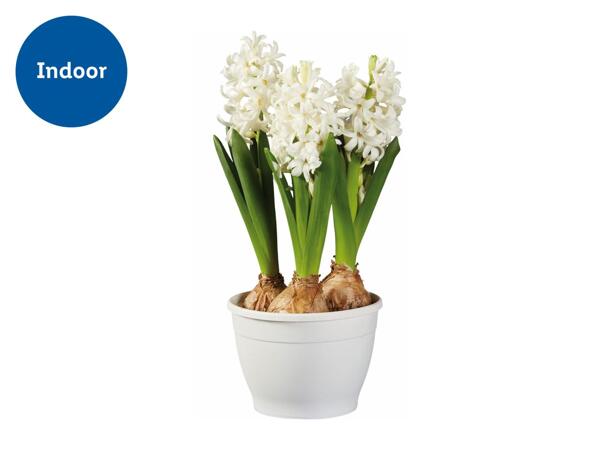 Potted Hyacinth Bulbs