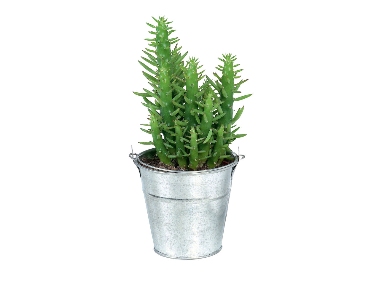 Cactus ou plante grasse dans un pot en zinc