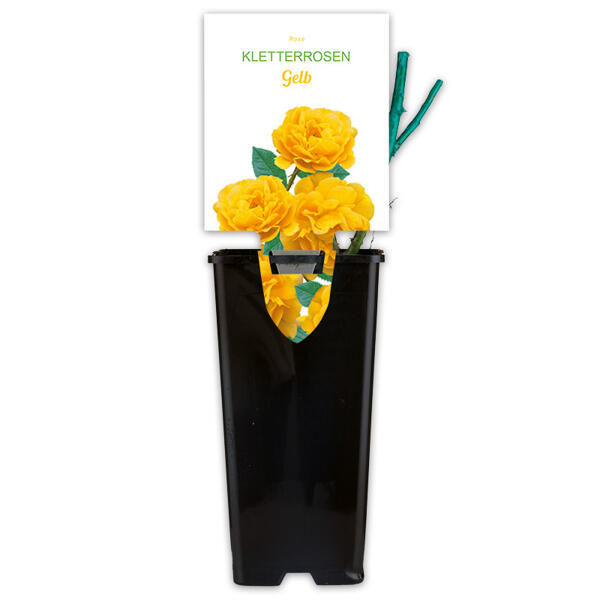 Gartenrosen