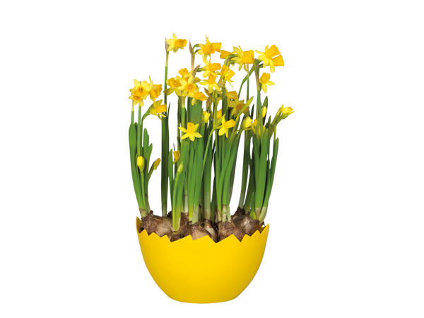 Daffodils in Egg Planter