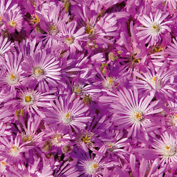 Mittagsblume