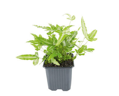 Ferns 90mm