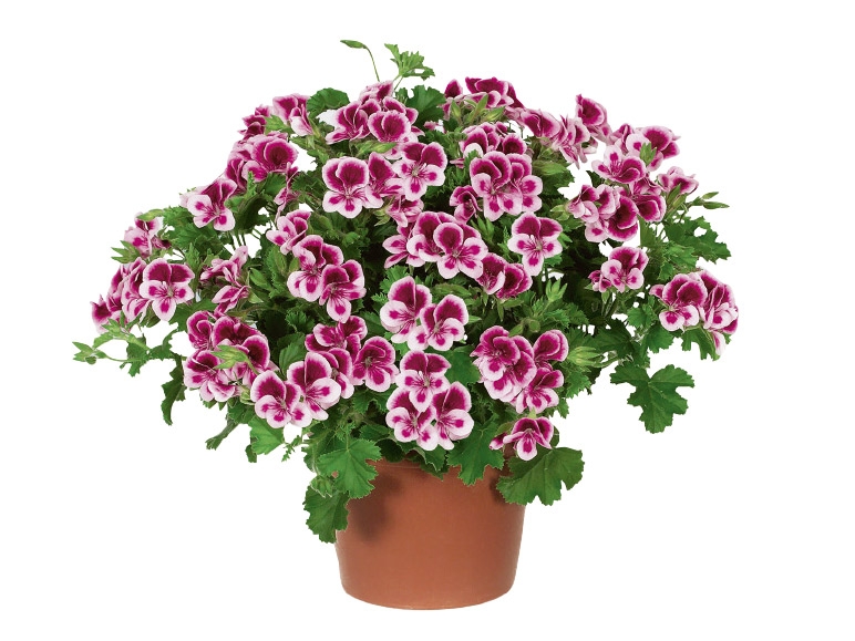 Geranium