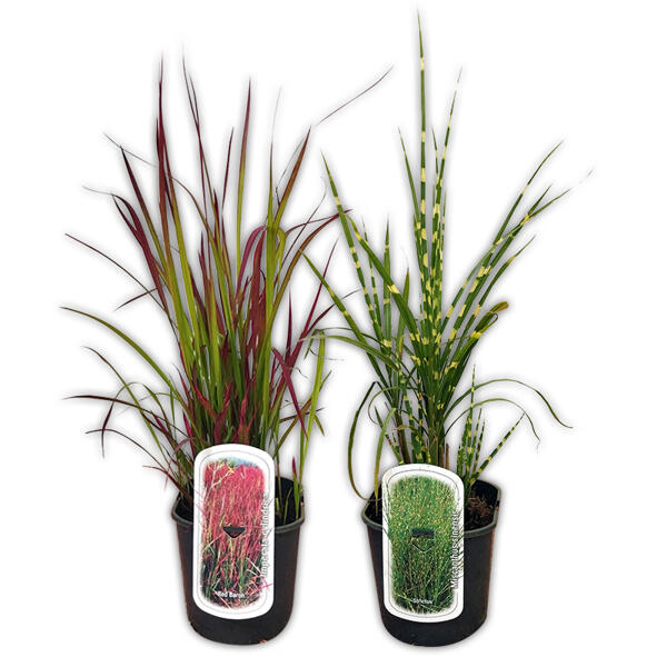 Miscanthus Ziergras-Mix