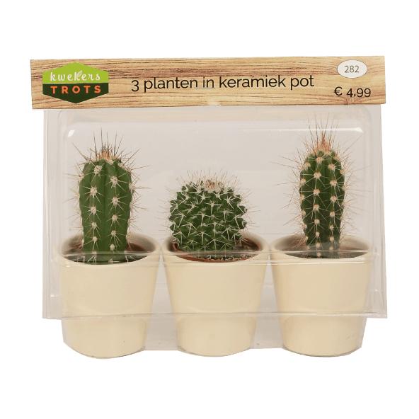 Cactussen
of succulenten