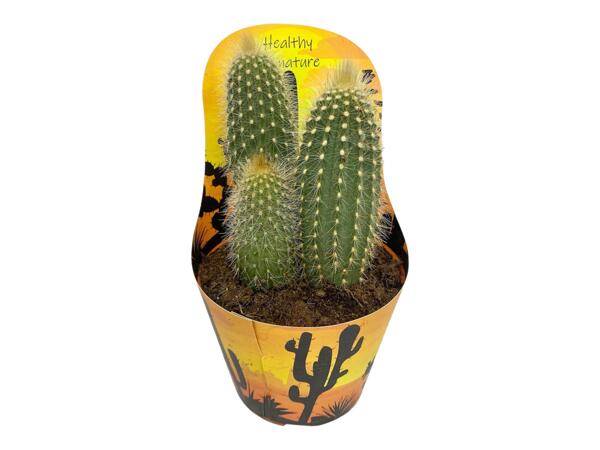 Cactus