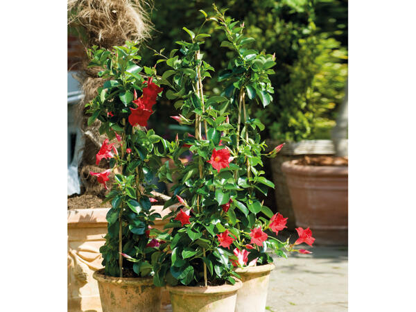 Dipladenia pyramide