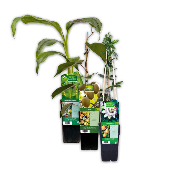 Exotische Früchte