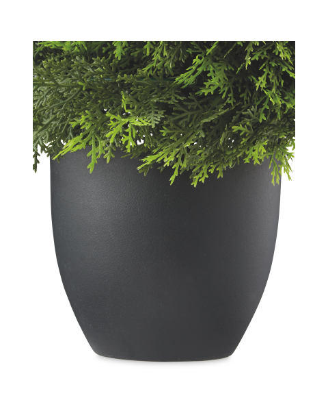 Cypress Topiary Spiral