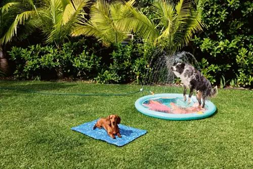 Assorted Pet Pool with Sprinkler