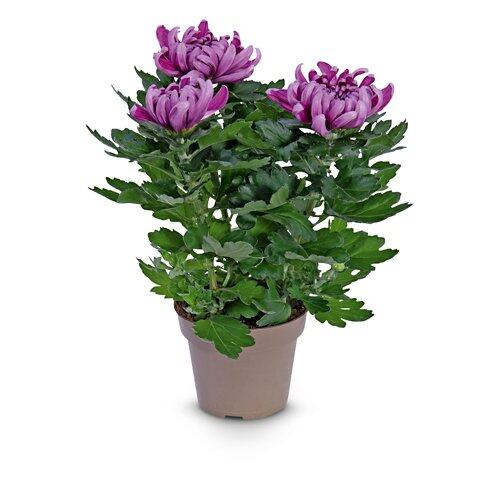 Chrysanthemen 3-Baller