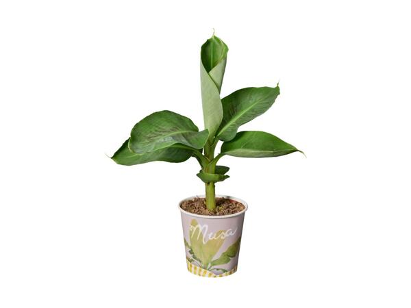 Frugtplante i bæger
