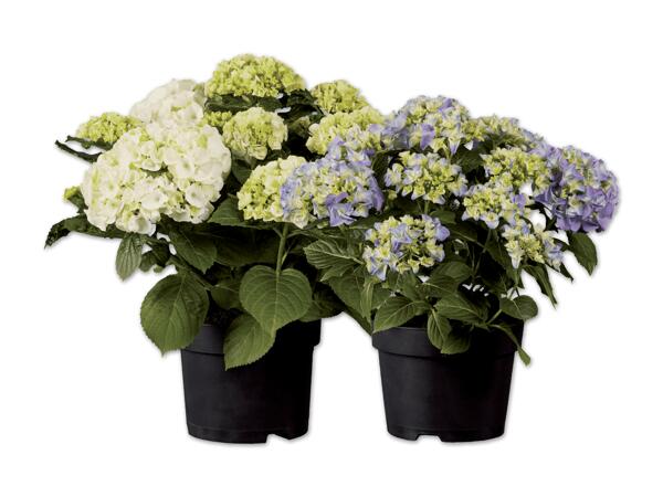 Gartenhortensie