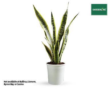 SANSEVIERIA 180MM