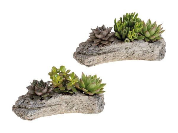 Succulentes "style bois"