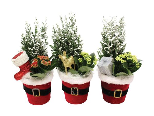 Plant in Santa Pot