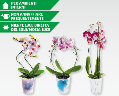 Orchidee in vaso di ceramica con SWAROVSKI ELEMENTS GARDENLINE(R)