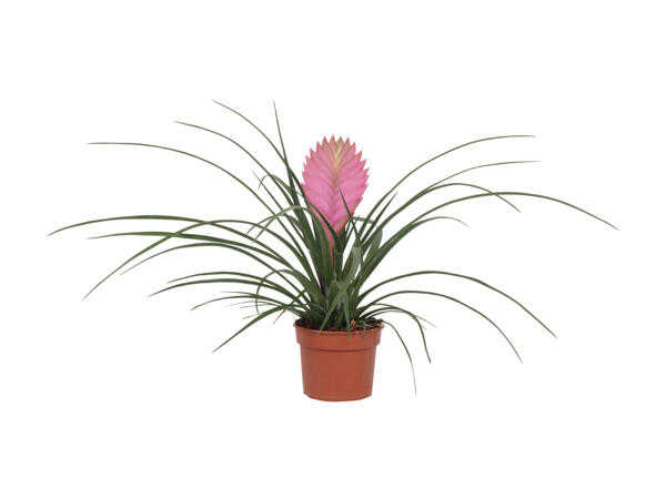 Vifteblomst