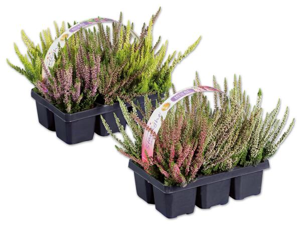 Calluna 6er Tray