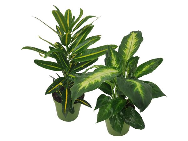 Green Plants