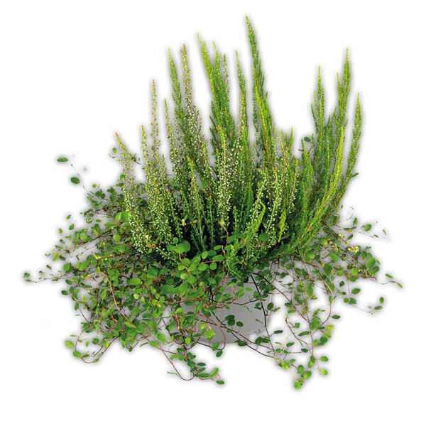 Herbsttraum Quattros