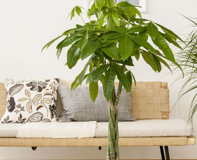 Exklusive Palme