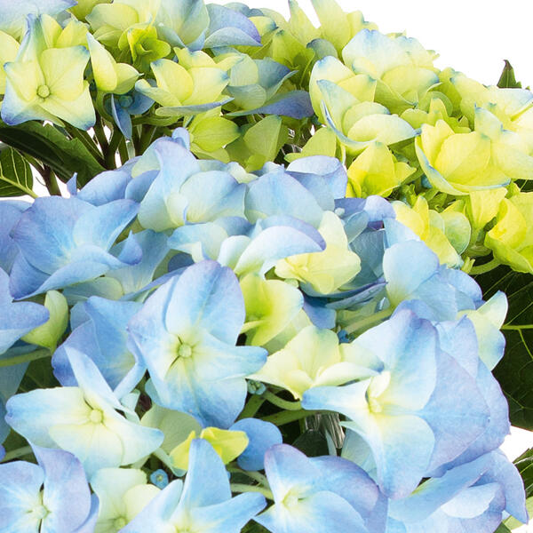Premium Hortensie